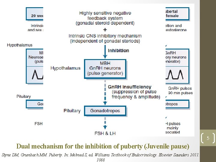 5 Dual mechanism for the inhibition of puberty (Juvenile pause) Styne DM, Grumbach MM.