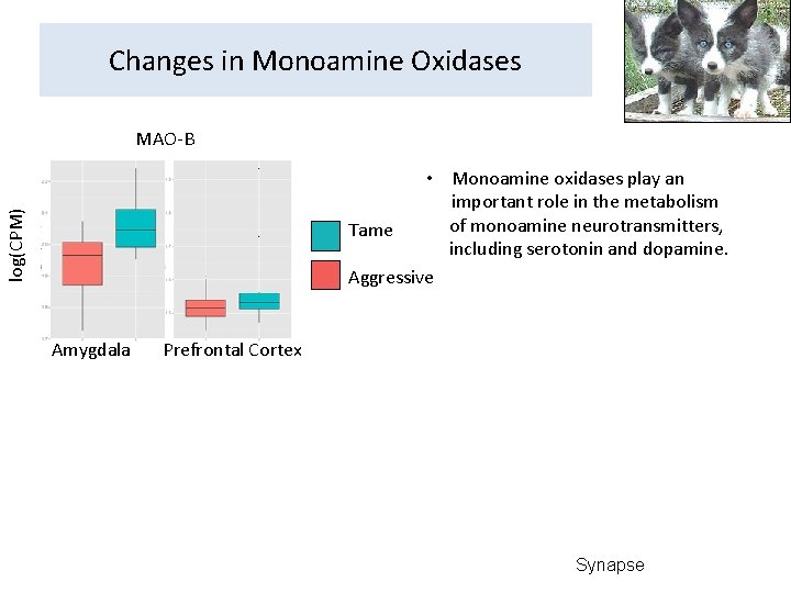 Changes in Monoamine Oxidases MAO-B log(CPM) • Monoamine oxidases play an important role in