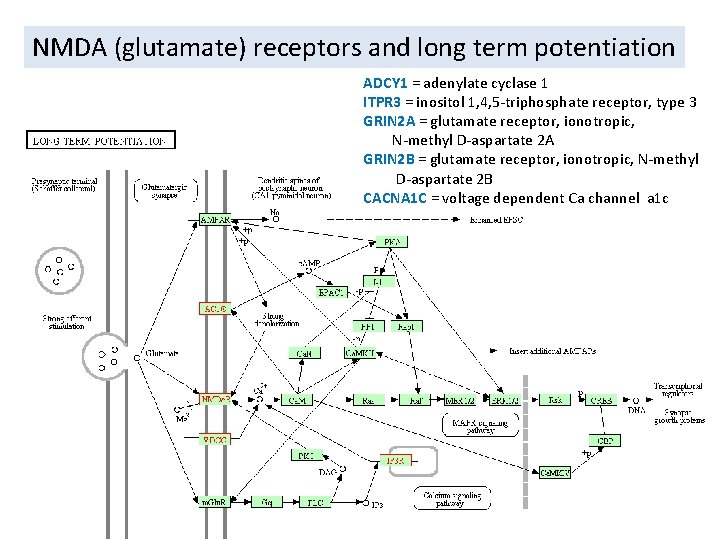 NMDA (glutamate) receptors and long term potentiation ADCY 1 = adenylate cyclase 1 ITPR