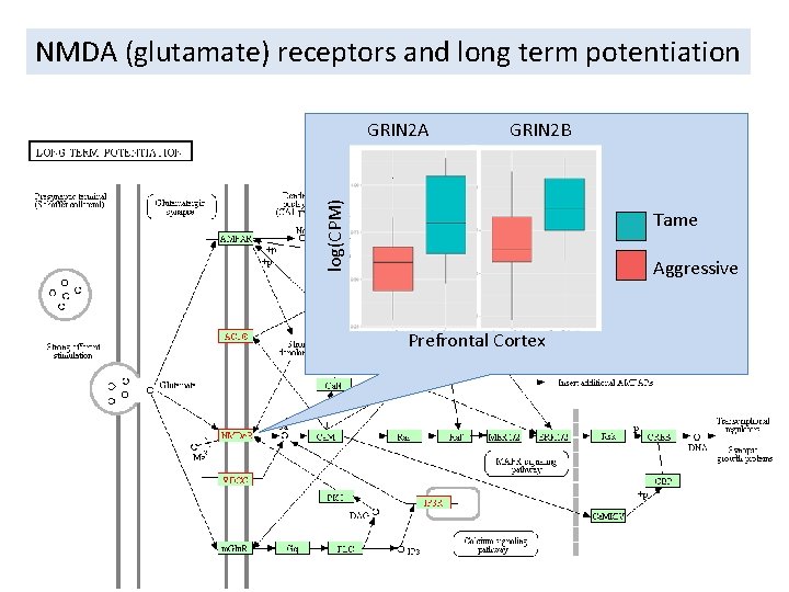 NMDA (glutamate) receptors and long term potentiation GRIN 2 B log(CPM) GRIN 2 A