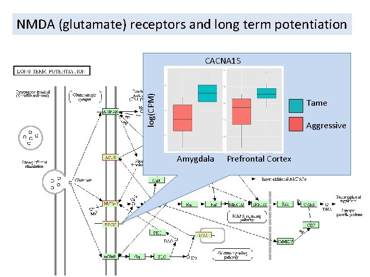 NMDA (glutamate) receptors and long term potentiation log(CPM) CACNA 1 S Tame Aggressive Amygdala