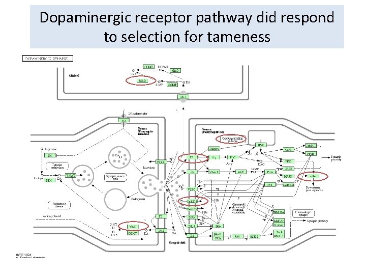 Dopaminergic receptor pathway did respond to selection for tameness 