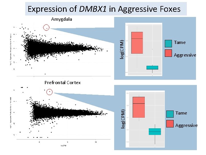 Expression of DMBX 1 in Aggressive Foxes log(CPM) Amygdala Tame Aggressive log(CPM) Prefrontal Cortex