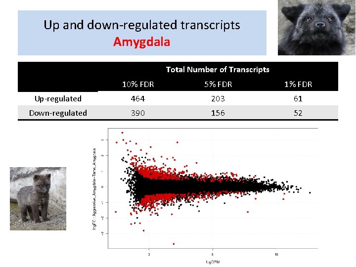 Up and down-regulated transcripts Amygdala Total Number of Transcripts 10% FDR 5% FDR 1%