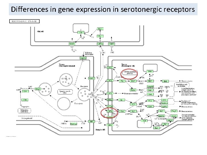 Differences in gene expression in serotonergic receptors 