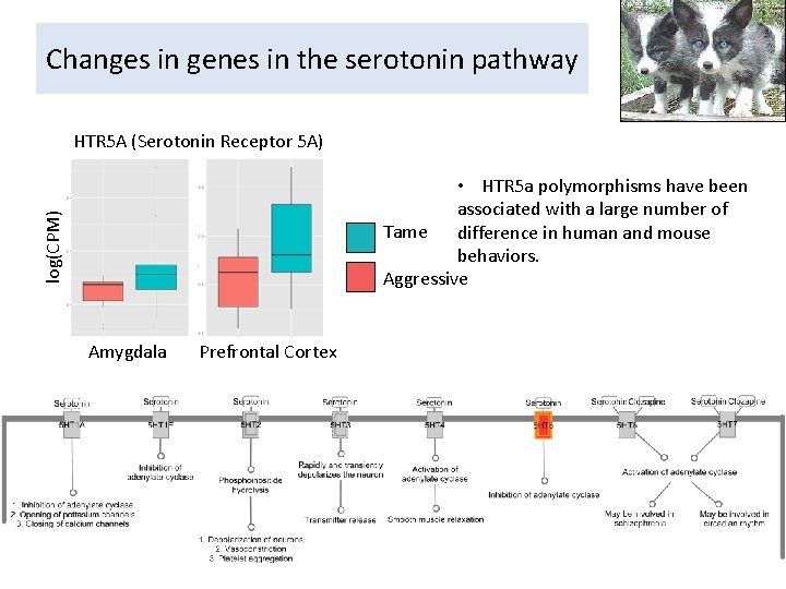 Changes in genes in the serotonin pathway HTR 5 A (Serotonin Receptor 5 A)