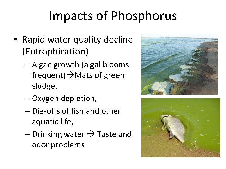 Impacts of Phosphorus • Rapid water quality decline (Eutrophication) – Algae growth (algal blooms