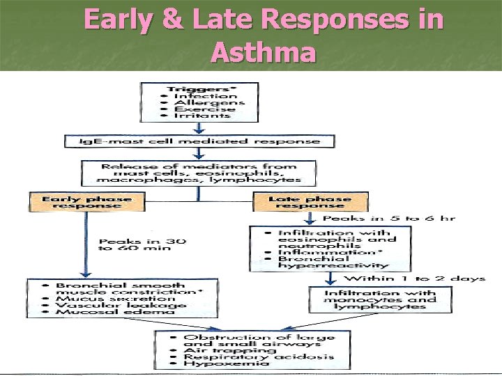 Early & Late Responses in Asthma 