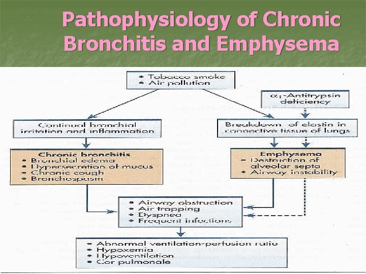 Pathophysiology of Chronic Bronchitis and Emphysema 