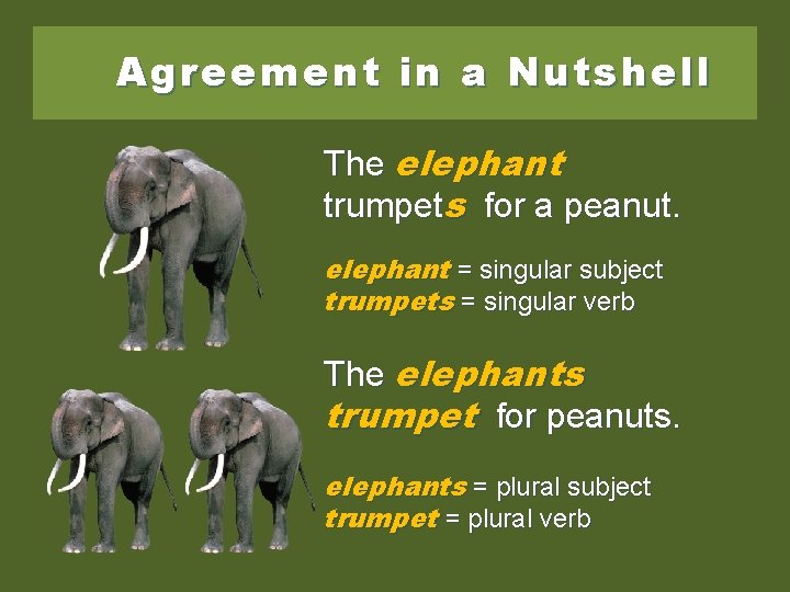 Agreement in a Nutshell The elephant trumpets for a peanut. elephant = singular subject