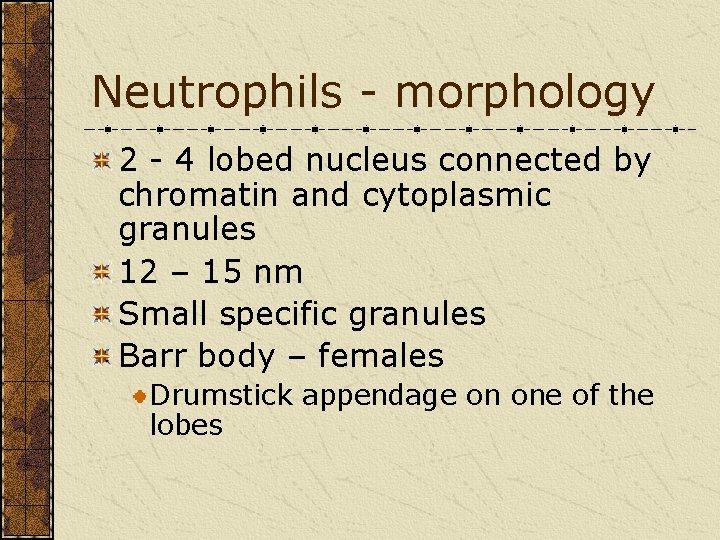 Neutrophils - morphology 2 - 4 lobed nucleus connected by chromatin and cytoplasmic granules