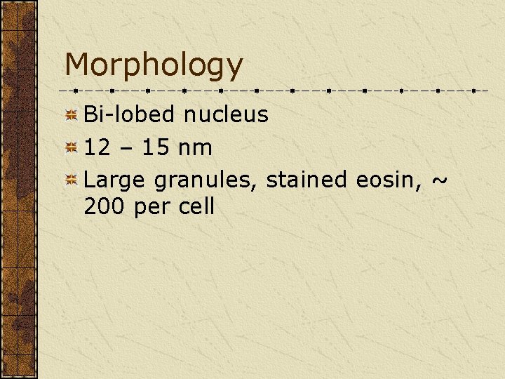 Morphology Bi-lobed nucleus 12 – 15 nm Large granules, stained eosin, ~ 200 per