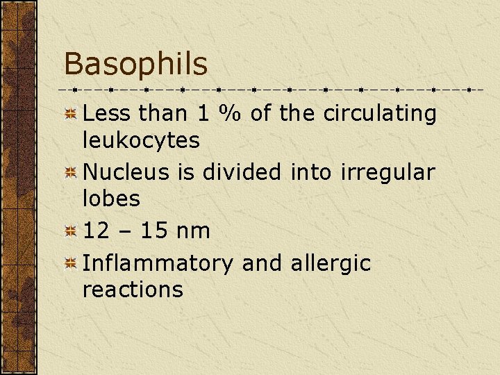 Basophils Less than 1 % of the circulating leukocytes Nucleus is divided into irregular