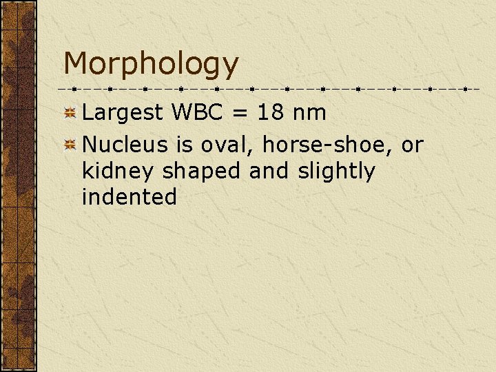 Morphology Largest WBC = 18 nm Nucleus is oval, horse-shoe, or kidney shaped and