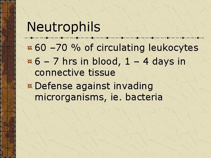 Neutrophils 60 – 70 % of circulating leukocytes 6 – 7 hrs in blood,