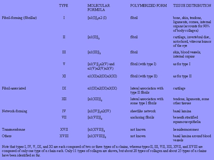 TYPE Fibril-forming (fibrillar) Fibril-associated Network-forming MOLECULAR FORMULA POLYMERIZED FORM TISSUE DISTRIBUTION I [α 1(I)]2α