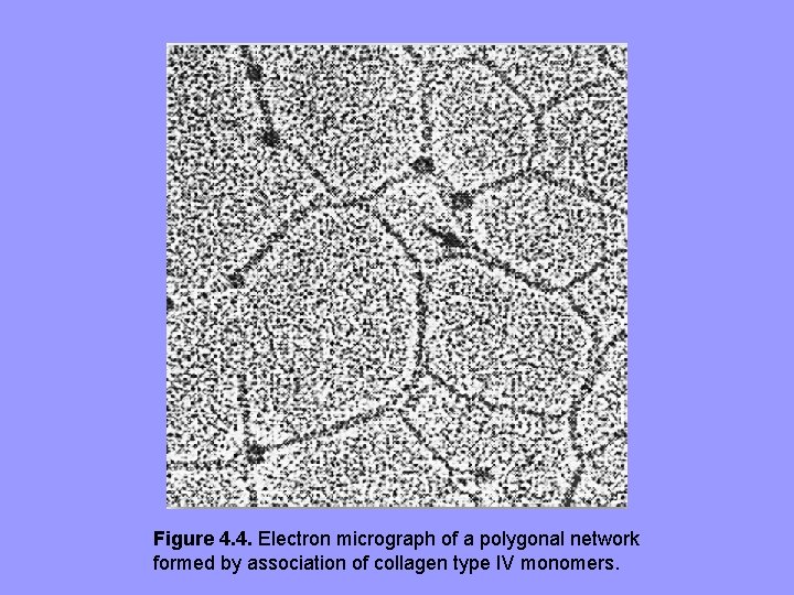 Figure 4. 4. Electron micrograph of a polygonal network formed by association of collagen Figure 4. 4. Electron micrograph of a polygonal network formed by association of collagen