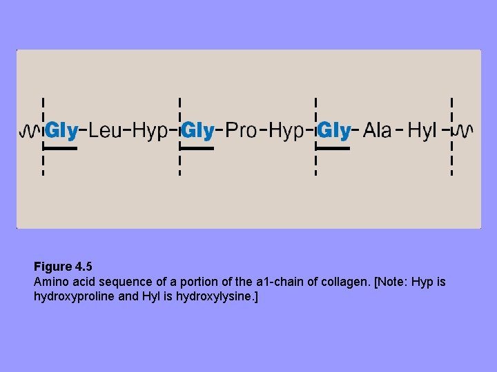 Figure 4. 5 Amino acid sequence of a portion of the a 1 -chain Figure 4. 5 Amino acid sequence of a portion of the a 1 -chain