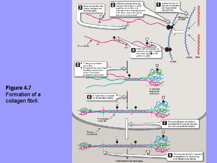 Figure 4. 7 Formation of a collagen fibril. Figure 4. 7 Formation of a collagen fibril.