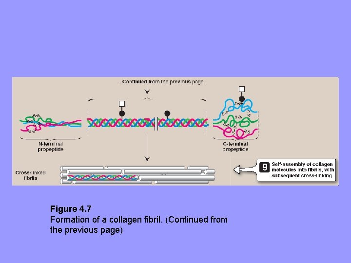 Figure 4. 7 Formation of a collagen fibril. (Continued from the previous page) Figure 4. 7 Formation of a collagen fibril. (Continued from the previous page)