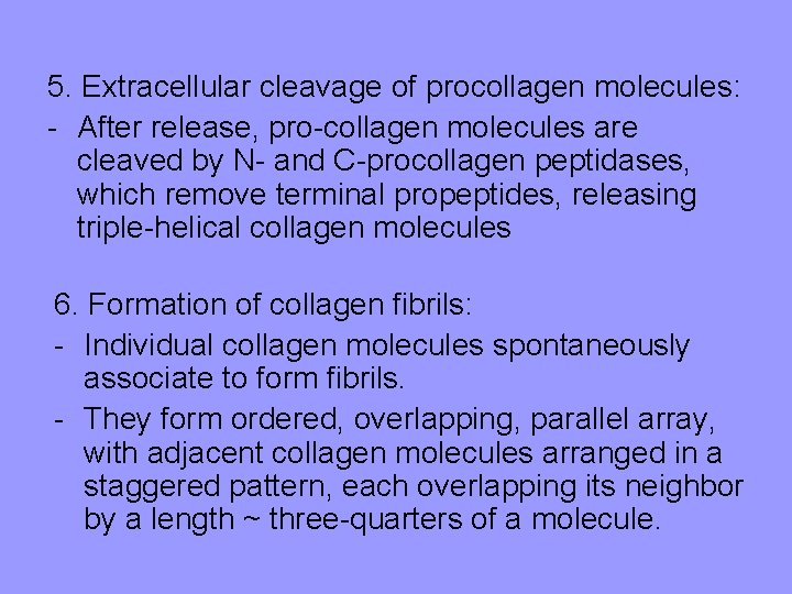 5. Extracellular cleavage of procollagen molecules: - After release, pro-collagen molecules are cleaved by 5. Extracellular cleavage of procollagen molecules: - After release, pro-collagen molecules are cleaved by