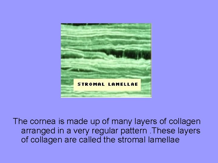 The cornea is made up of many layers of collagen arranged in a very The cornea is made up of many layers of collagen arranged in a very