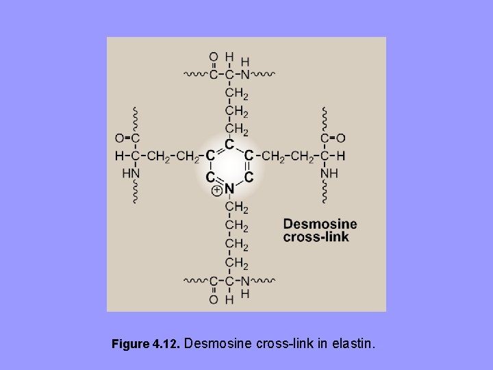 Figure 4. 12. Desmosine cross-link in elastin. 