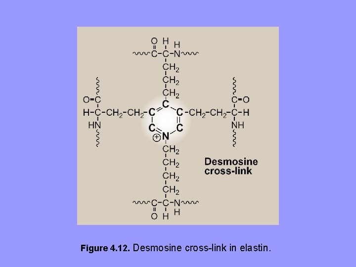 Figure 4. 12. Desmosine cross-link in elastin. Figure 4. 12. Desmosine cross-link in elastin.