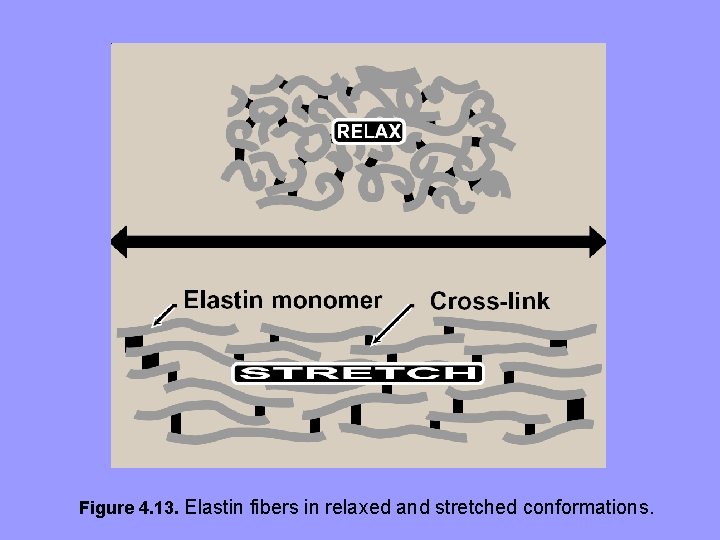 Figure 4. 13. Elastin fibers in relaxed and stretched conformations. Figure 4. 13. Elastin fibers in relaxed and stretched conformations.