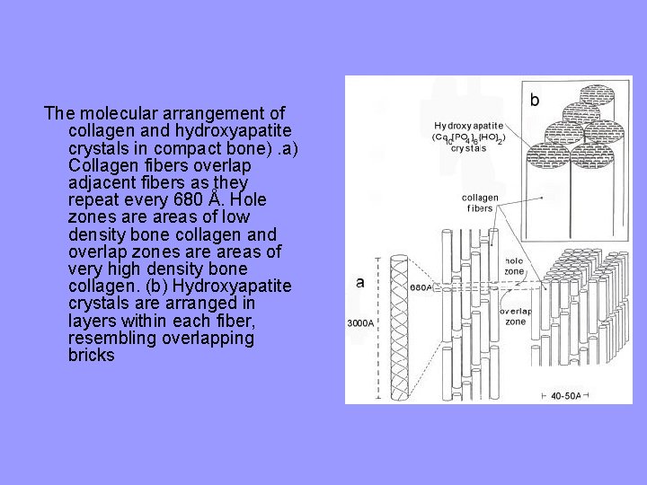 The molecular arrangement of collagen and hydroxyapatite crystals in compact bone). a) Collagen fibers