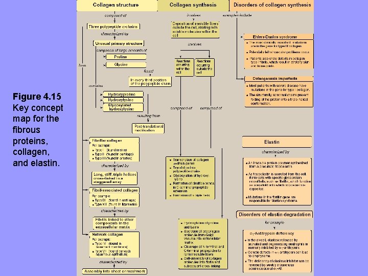 Figure 4. 15 Key concept map for the fibrous proteins, collagen, and elastin. 