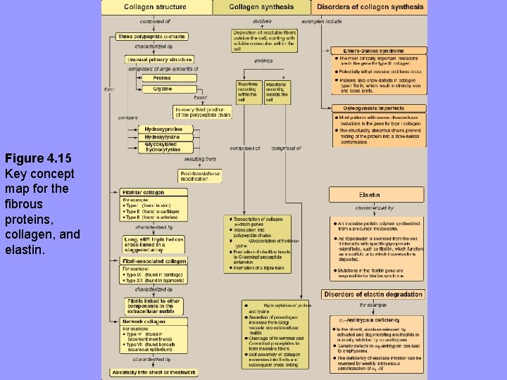 Figure 4. 15 Key concept map for the fibrous proteins, collagen, and elastin. 