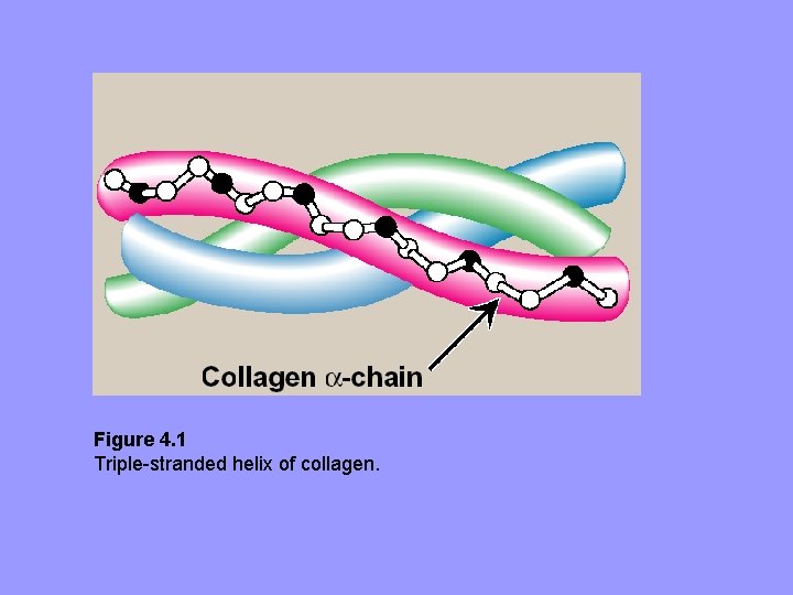 Figure 4. 1 Triple-stranded helix of collagen. 