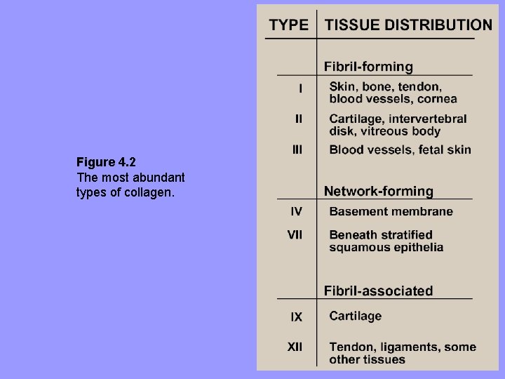 Figure 4. 2 The most abundant types of collagen. 