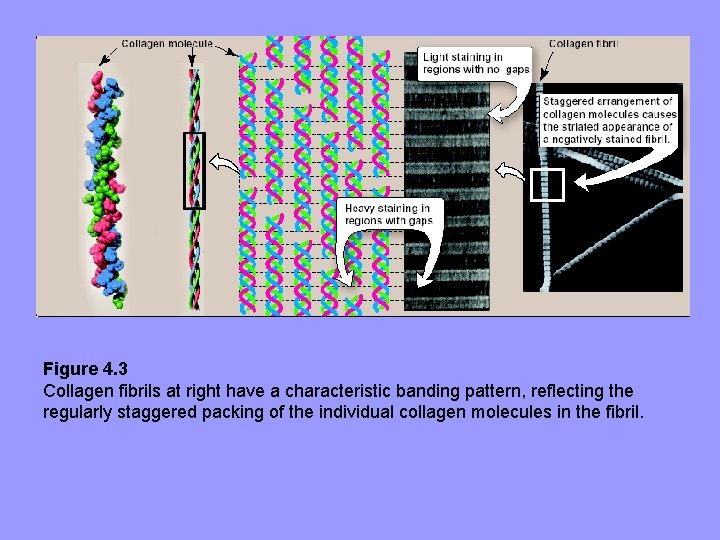 Figure 4. 3 Collagen fibrils at right have a characteristic banding pattern, reflecting the