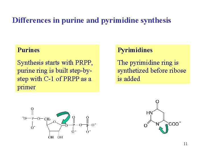 Differences in purine and pyrimidine synthesis Purines Pyrimidines Synthesis starts with PRPP, purine ring