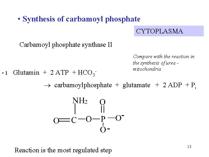  • Synthesis of carbamoyl phosphate CYTOPLASMA Carbamoyl phosphate synthase II • 1 Glutamin