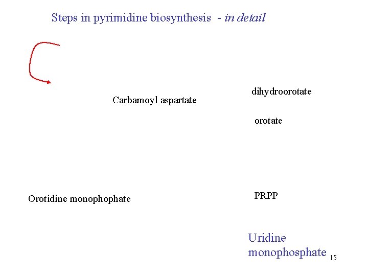 Steps in pyrimidine biosynthesis - in detail Carbamoyl aspartate dihydroorotate Orotidine monophophate PRPP Uridine