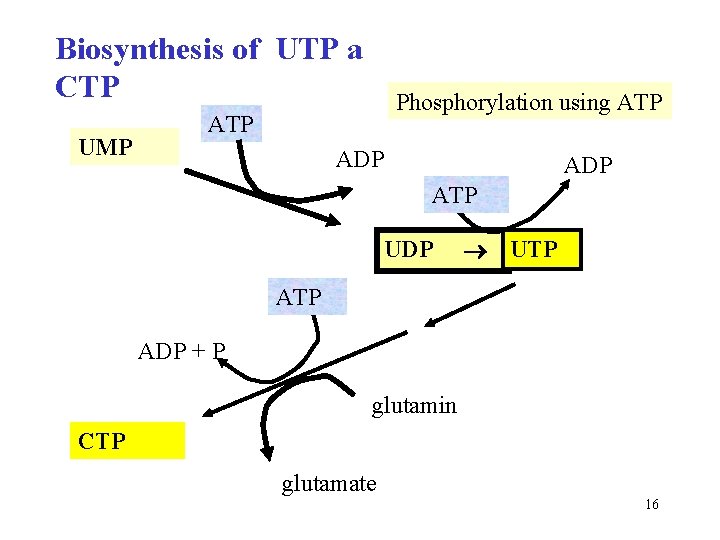 Biosynthesis of UTP a CTP UMP Phosphorylation using ATP ADP ATP UDP UTP ADP