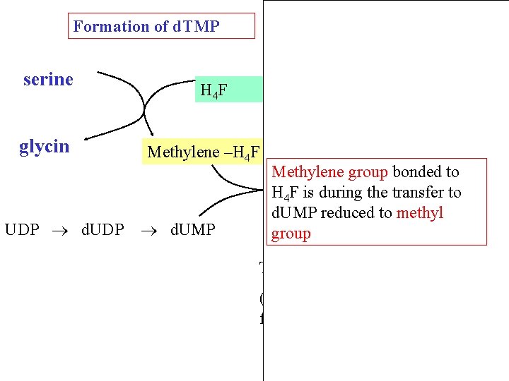 Dihydrofolátreduktasa Formation of d. TMP serine glycin UDP d. UDP NADP H 4 F