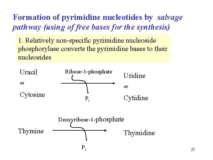 Formation of pyrimidine nucleotides by salvage pathway (using of free bases for the synthesis)