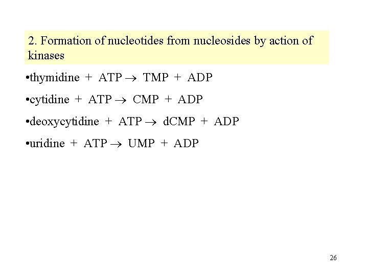 2. Formation of nucleotides from nucleosides by action of kinases • thymidine + ATP