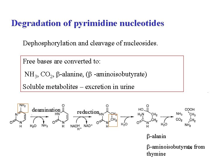 Degradation of pyrimidine nucleotides Dephosphorylation and cleavage of nucleosides. Free bases are converted to: