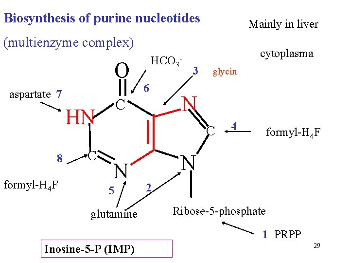 Biosynthesis of purine nucleotides Mainly in liver (multienzyme complex) O aspartate 7 formyl-H 4