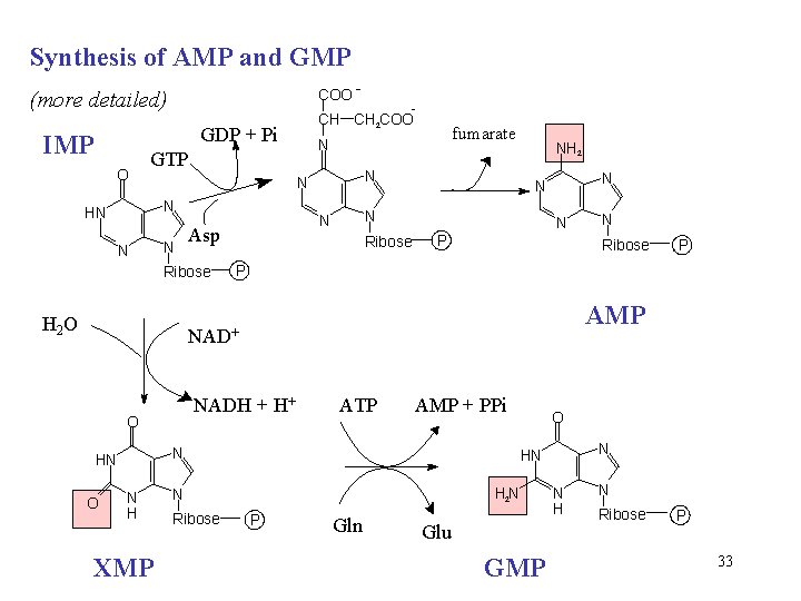 Synthesis of AMP and GMP COO - (more detailed) GDP + Pi IMP O