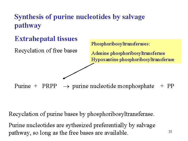 Synthesis of purine nucleotides by salvage pathway Extrahepatal tissues Recyclation of free bases Purine