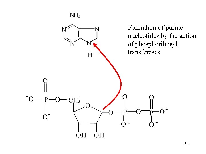Formation of purine nucleotides by the action of phosphoribosyl transferases 36 