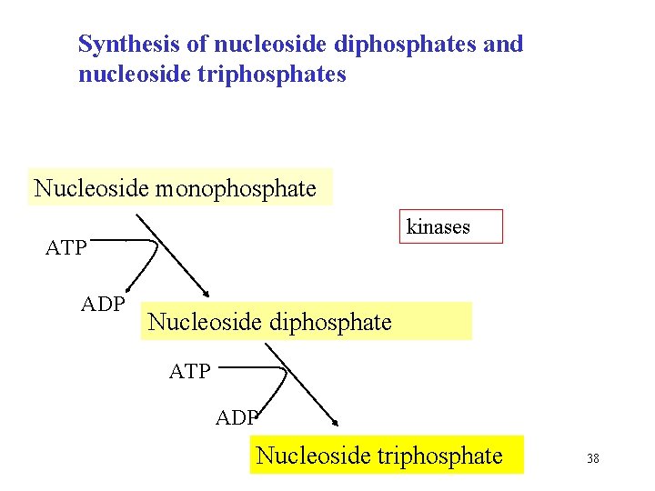 Synthesis of nucleoside diphosphates and nucleoside triphosphates Nucleoside monophosphate kinases ATP ADP Nucleoside diphosphate