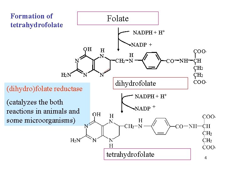 Formation of tetrahydrofolate Folate NADPH + H+ OH N H 2 N (dihydro)folate reductase
