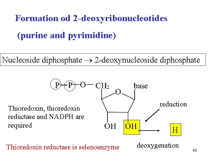 Formation od 2 -deoxyribonucleotides (purine and pyrimidine) Nucleoside diphosphate 2 -deoxynucleoside diphosphate Thioredoxin, thioredoxin